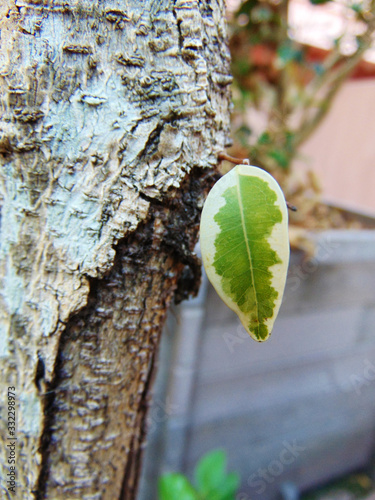 Leaf