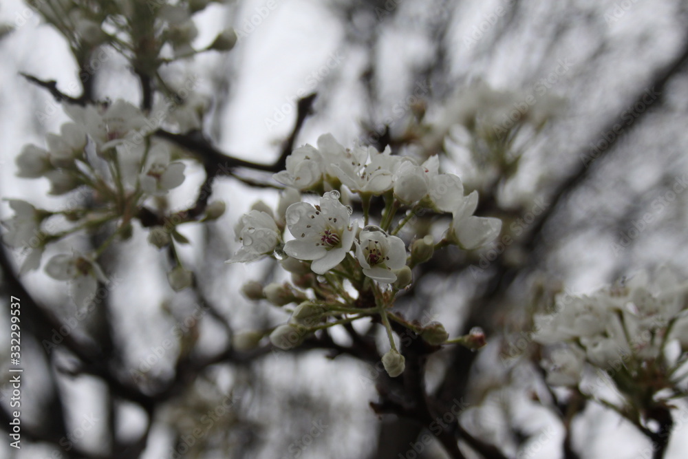 Obraz premium Blossom Tree 2020 II