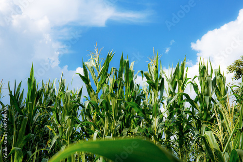 Corn plants in farm. photo