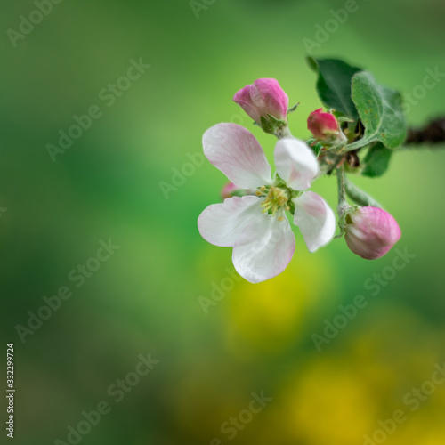 Beautiful apple tree flower in early spring