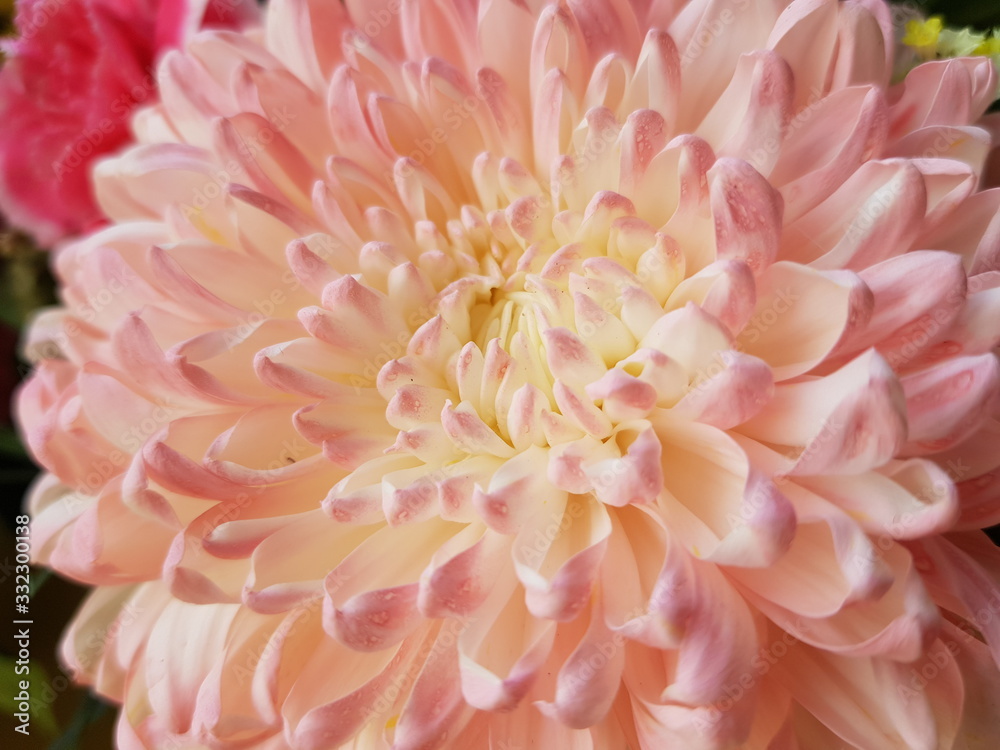 pink chrysanthemum