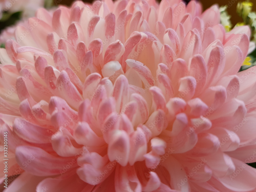 pink chrysanthemum