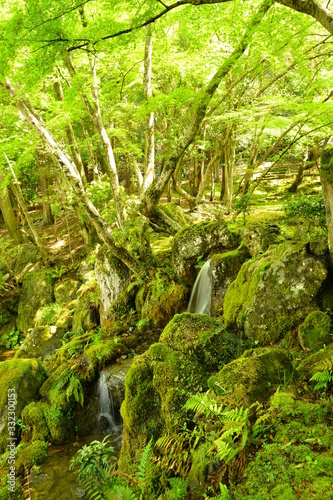 苔が生えている岩の間から流れる水です