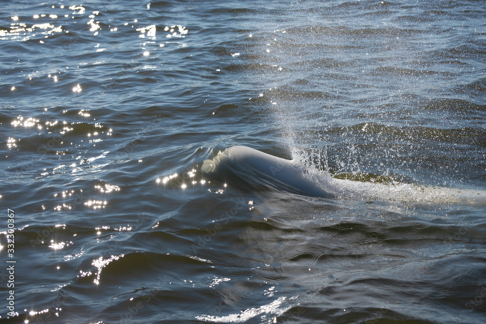 Φωτογραφία beluga whales swimming in the cold arctic waters of the churchill river hudson b