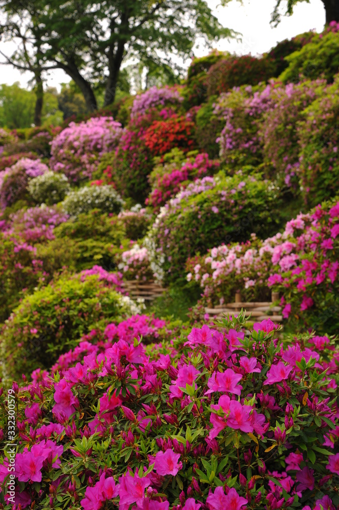 蹴上浄水場の色とりどりのツツジの花々です 蹴上浄水場の色とりどりのツツジの花々です