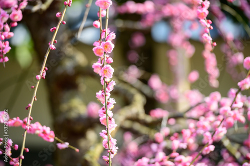 ピンクの梅の花 © doraneko777