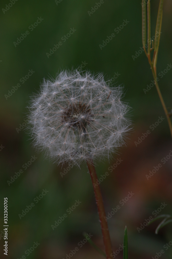 Fototapeta premium dandelion on green background