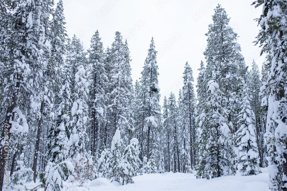 Donner Memorial State Park , California Donner Memorial State Park , California