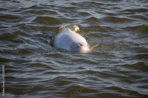Obraz na plátně beluga whale surfacing in the churchill river