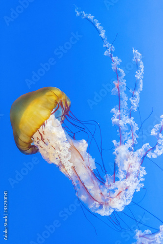 Orange jellyfish (Chrysaora fuscescens or Pacific sea nettle) in blue ocean water © leeyiutung
