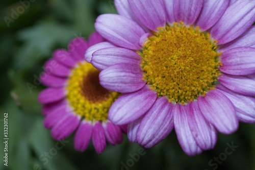 margaret flower close up