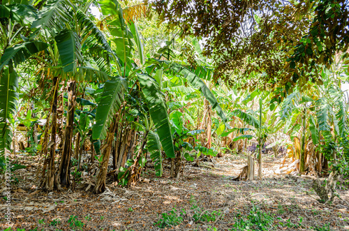 In A Banana Garden