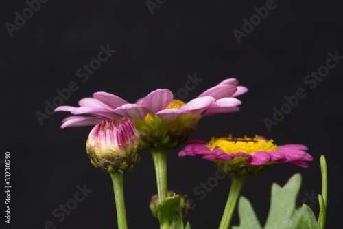margaret flower close up