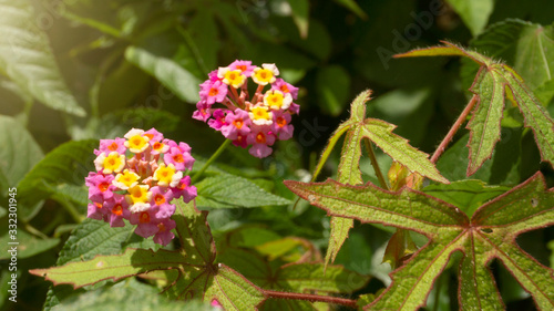 West indian lantana, one of wild plants which have the wonderful orange flowers. This plant could treat various diseases such as rheumatism, skin itching, TUBERCULOSIS and many more