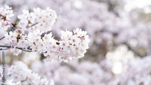 Cherry blossoms in full bloom