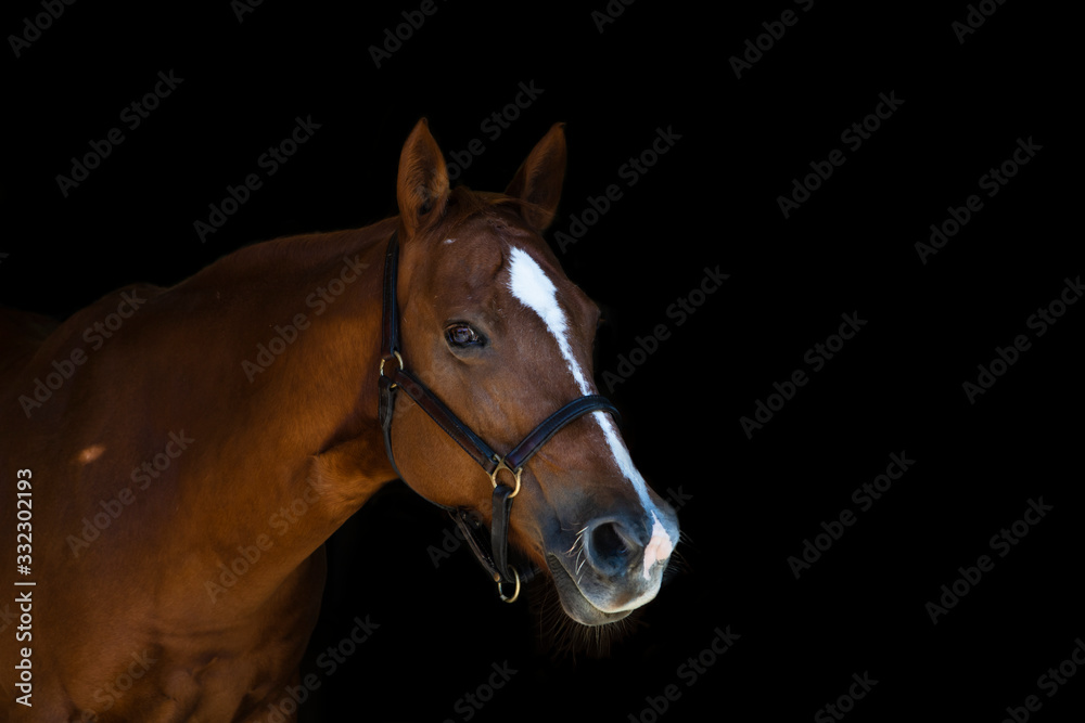 Beautiful Chestnut Mare with Halter on Black Background