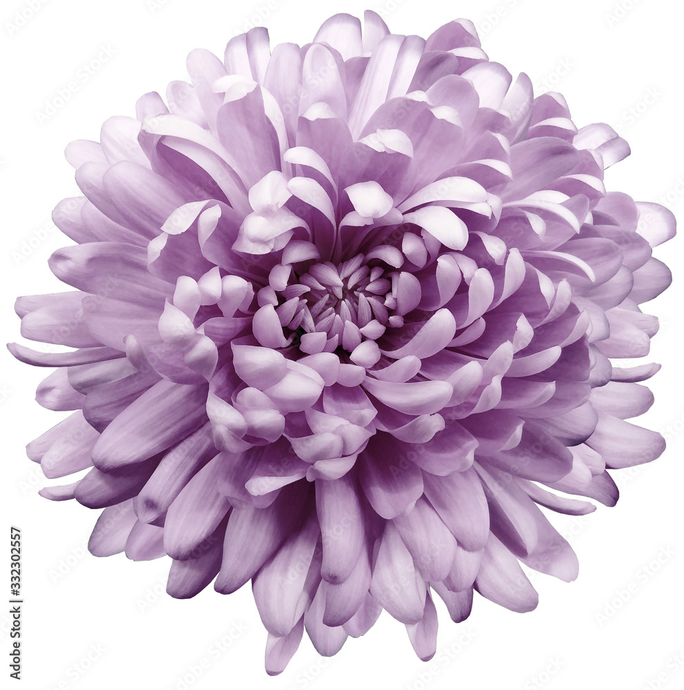 flower violet chrysanthemum . Flower isolated on a white background. No shadows with clipping path. Close-up. Nature. flower violet chrysanthemum . Flower isolated on a white background. No shadows with clipping path. Close-up. Nature.