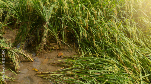 Rice plants that collapsed in the wind when entering the harvest season