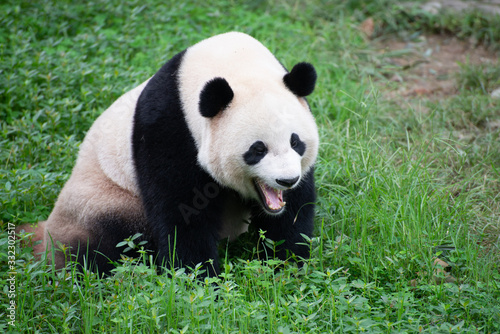 giant panda yawning in the grass