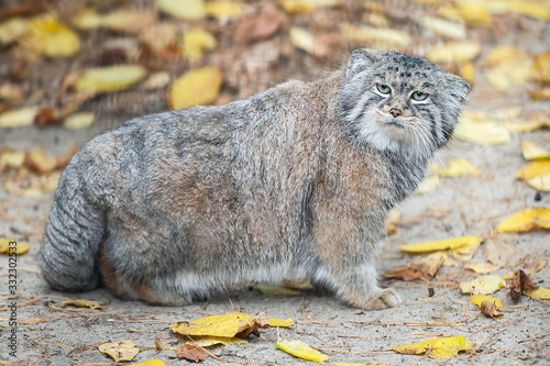 Pallas's cat (Otocolobus manul). Manul is living in the grasslands and montane steppes of Central Asia. Portrait of cute furry adult manul on the sand. Instinct to hunt