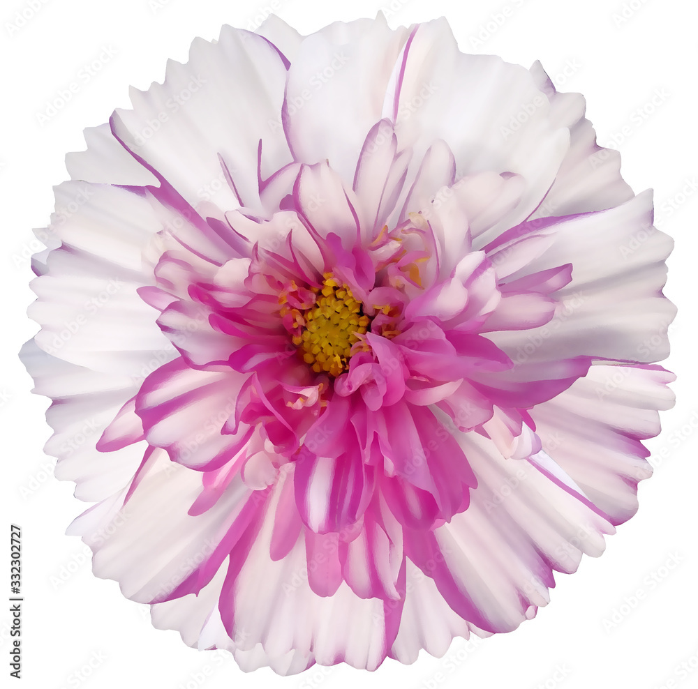 watercolor daisy flower white-pink. Flower isolated on a white background. No shadows with clipping path. Close-up. Nature.