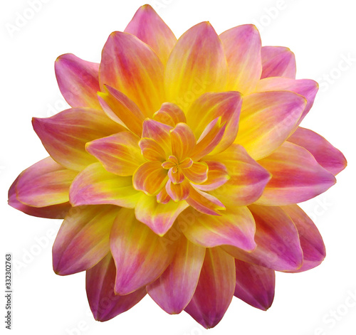  dahlia flower pink-yellow. Flower isolated on a white background. No shadows with clipping path. Close-up. Nature.