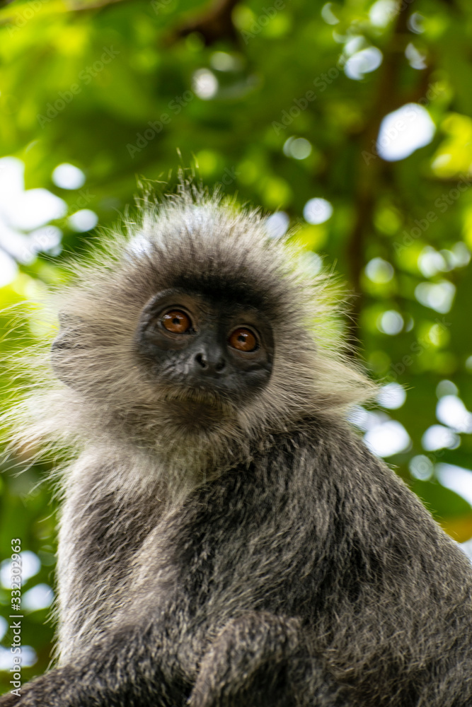 Obraz premium Silvery lutung monkey cambodia