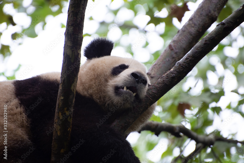 Giant Panda resting in the trees Giant Panda resting in the trees