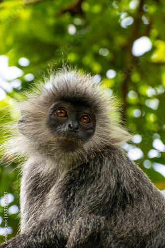 Silvery lutung monkey cambodia