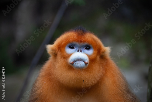 male golden snub nosed monkey gaze