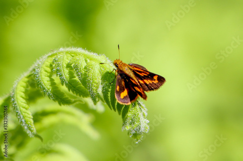 Orange butterfly feeding on tick weed flower 