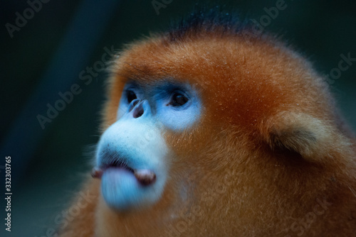 male golden snub nosed monkey gaze photo