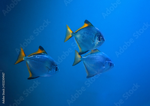 Blue Discus fish - Symphysodon aequifasciatus photo