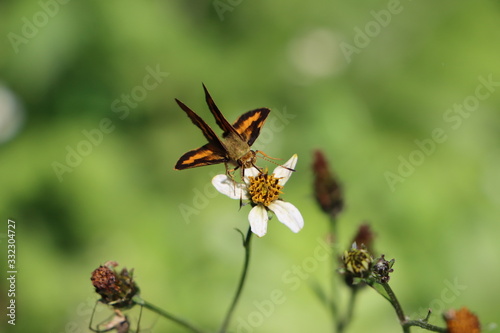Beautiful butterfly on weed flower