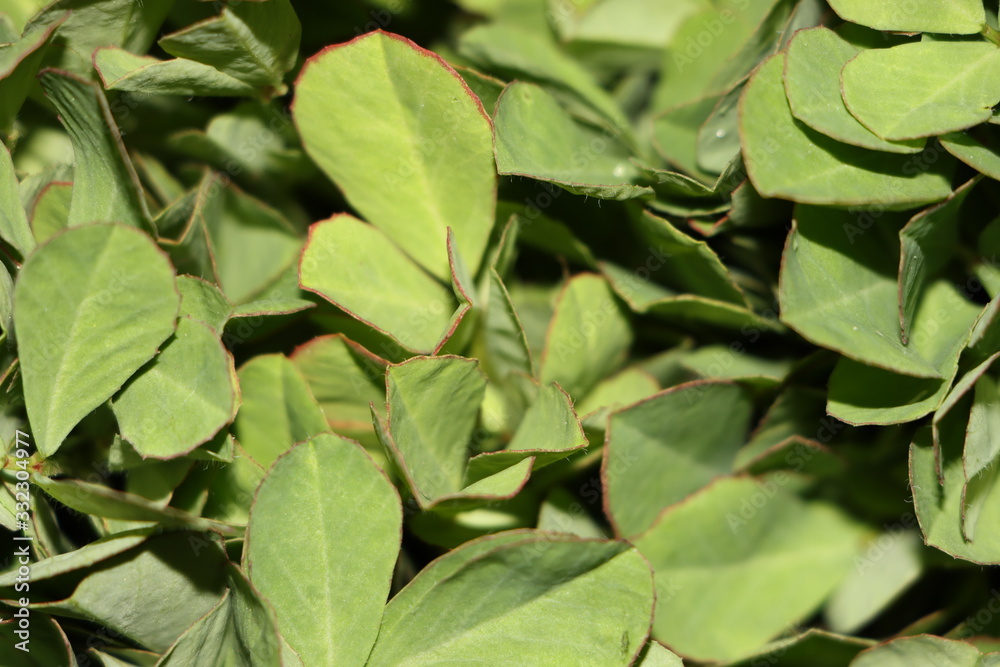 Fenugreek leaves as a vegetable Fenugreek leaves as a vegetable