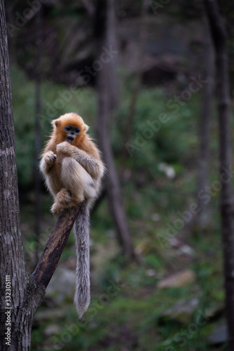 Photography young golden snub nosed monkey sitting on a tree branch