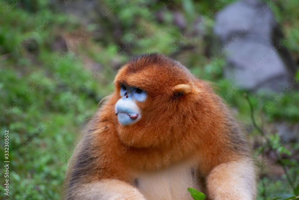 Obraz premium male golden snub nosed monkey in china