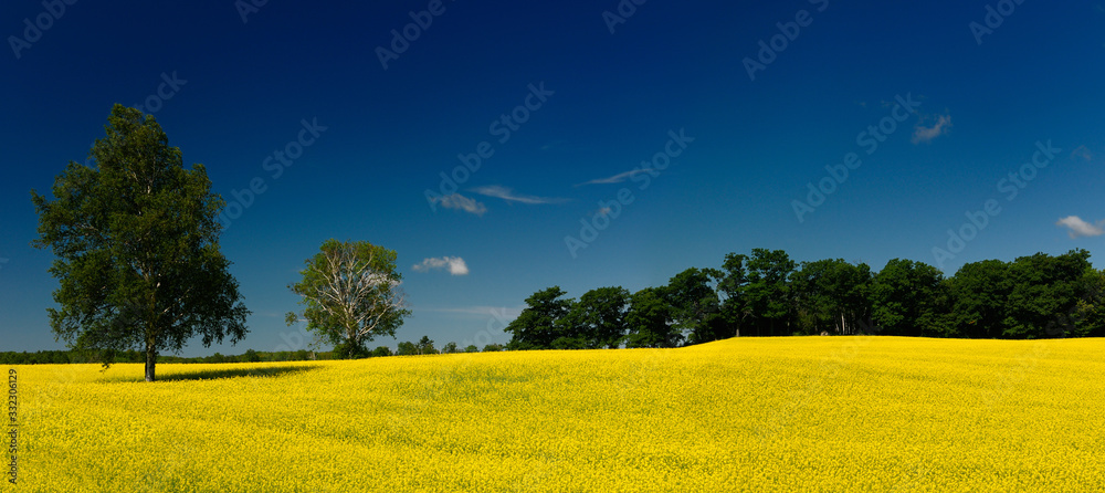 Panorama of yellow rapeseed crop with trees and blue sky