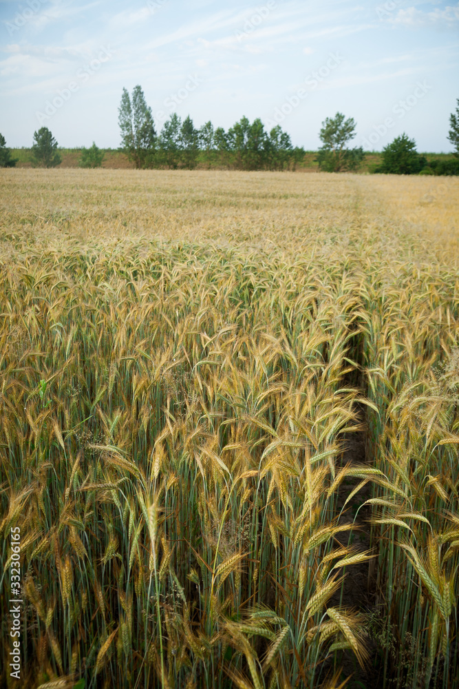 Wheat field in the early morning Wheat field in the early morning
