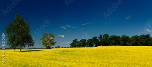 Panorama of yellow rapeseed crop with trees and blue sky