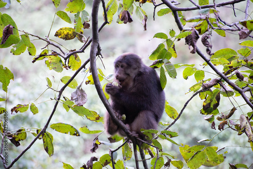 tibetan macaque in a tree with forest background