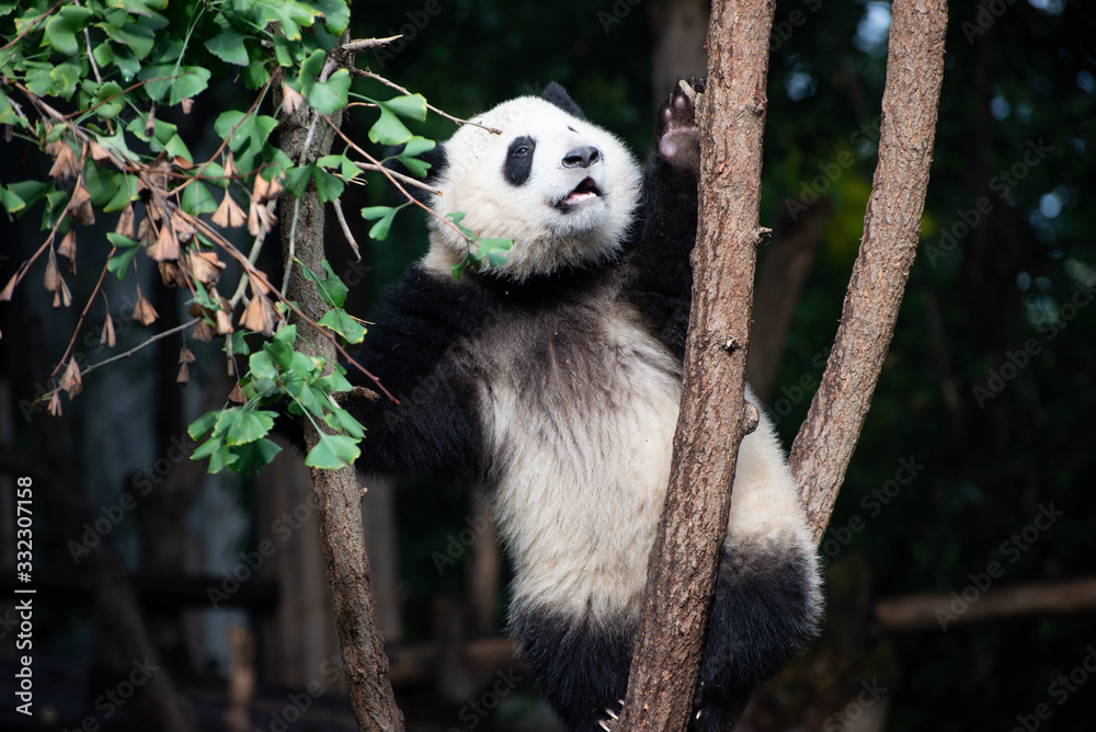 giant panda baby playing in a tree giant panda baby playing in a tree
