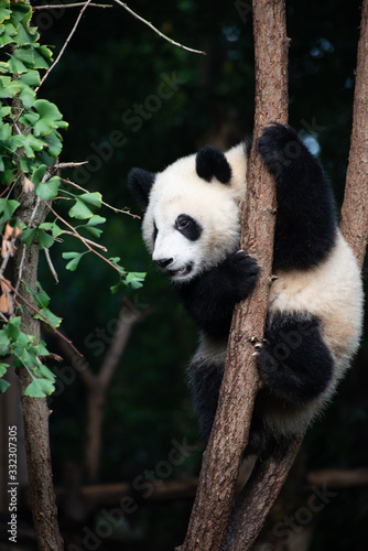 giant panda baby playing in a tree