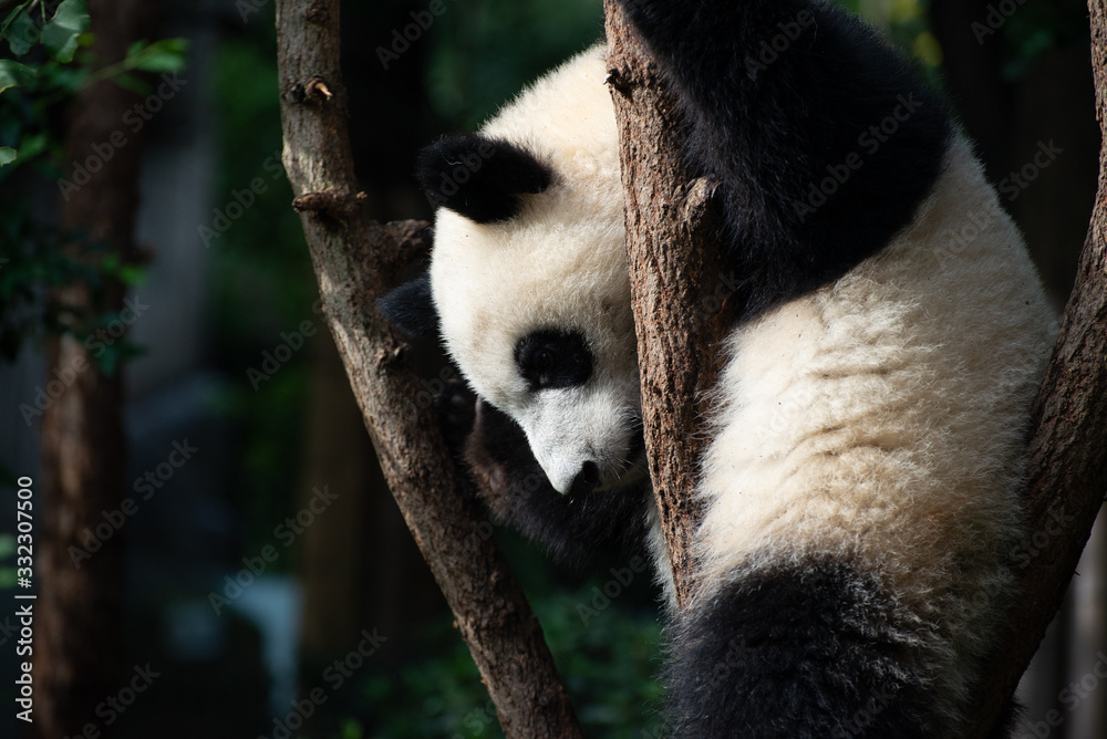 Fototapeta premium giant panda baby playing in a tree