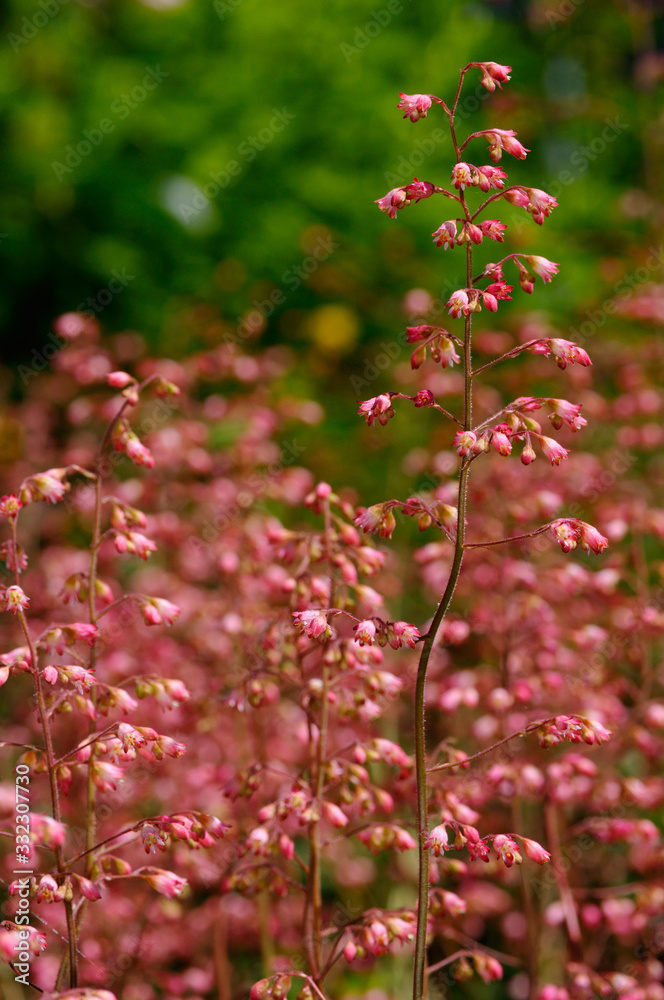 Mass of pink Heuchera Coral Bells flowers in a garden