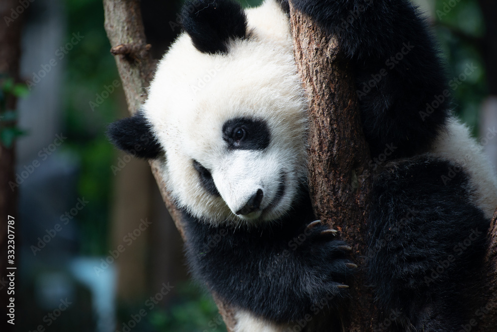 Fototapeta premium baby giant panda portrait in a tree