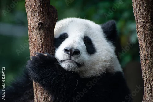 Fototapeta samoprzylepna baby giant panda portrait in a tree
