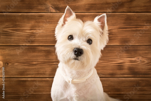 West highland white Terrier sits on a wooden background. photo