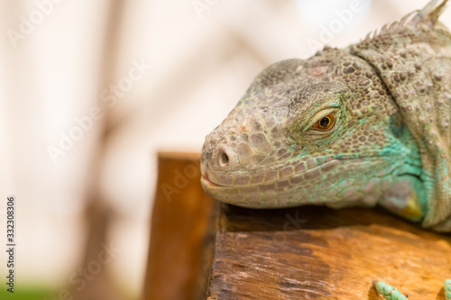 Close up of iguana show eyes and face detail © pandaclub23
