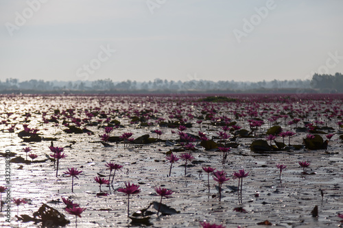 Pink water lily with purple flowers bloom on lake